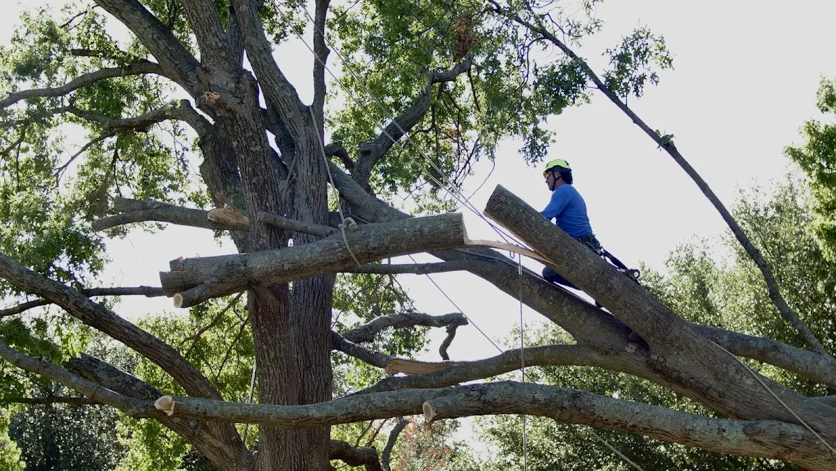Professional Crown Thinning performed by certified arborists in Corbin